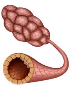 HYPERPLASIA More cells than normal