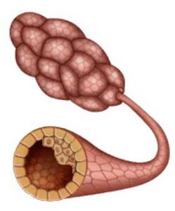 ATYPIA Cells become abnormal
